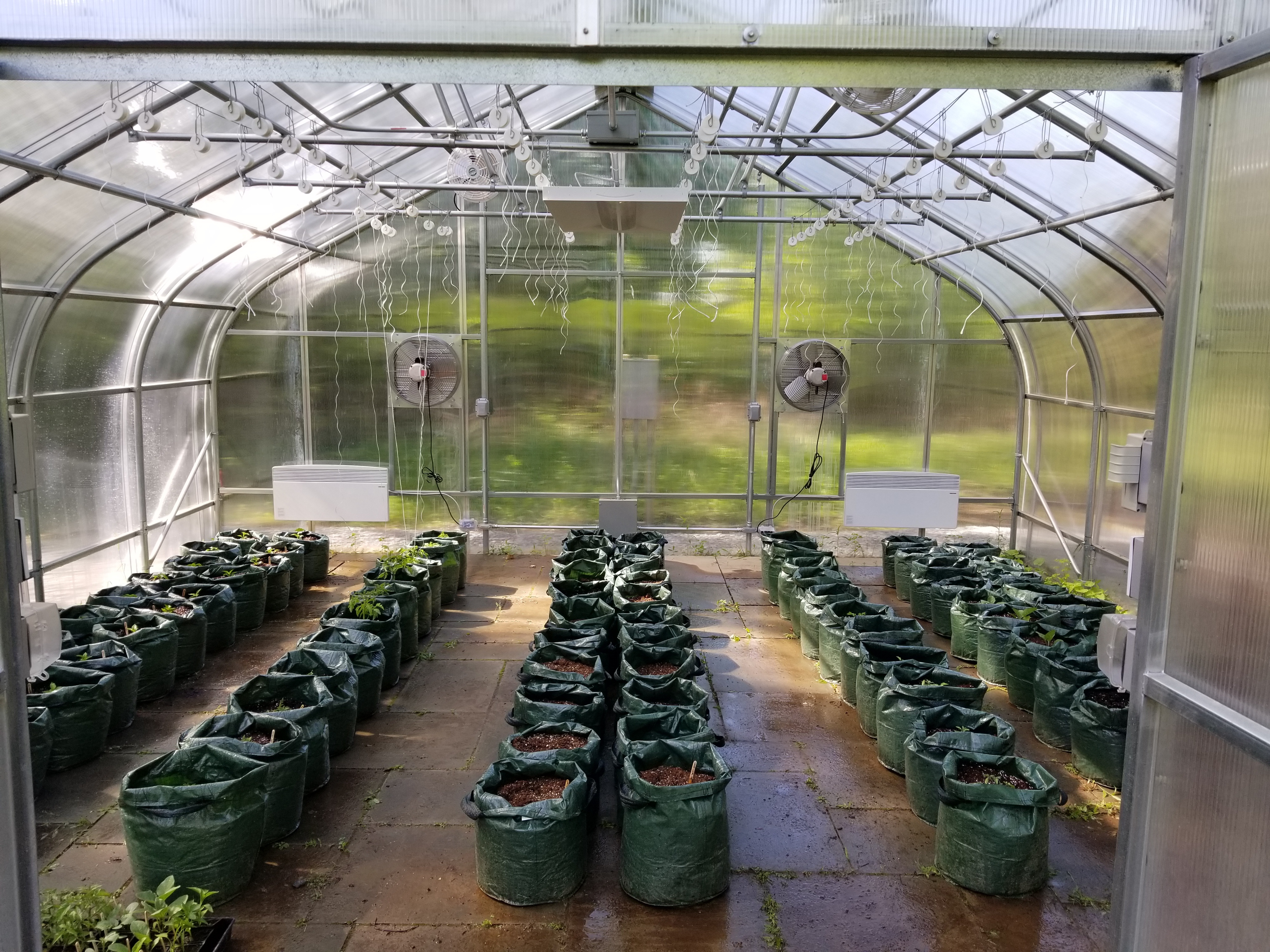 CTG - Trellis Set Up