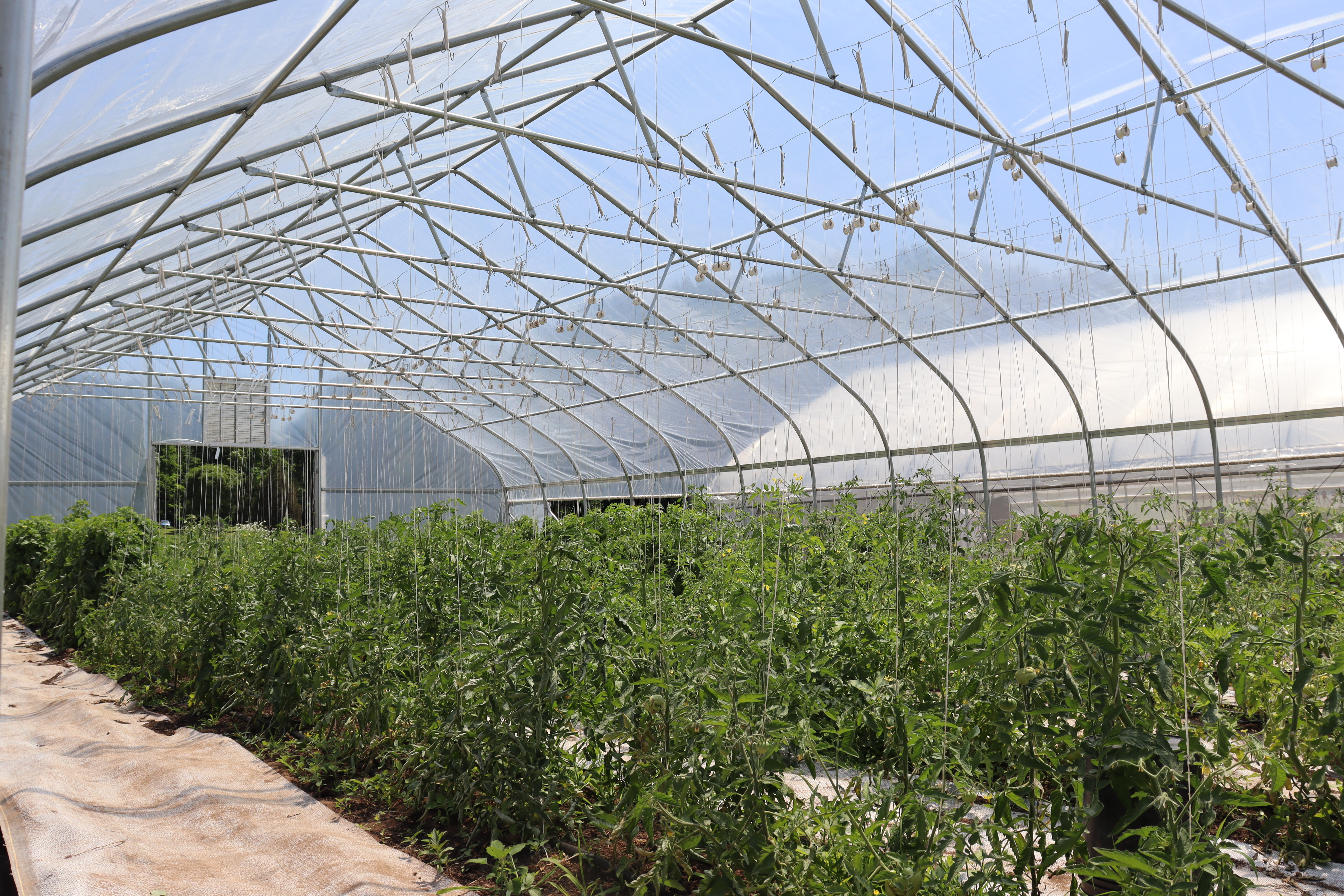 CT Greenhouse Trellis