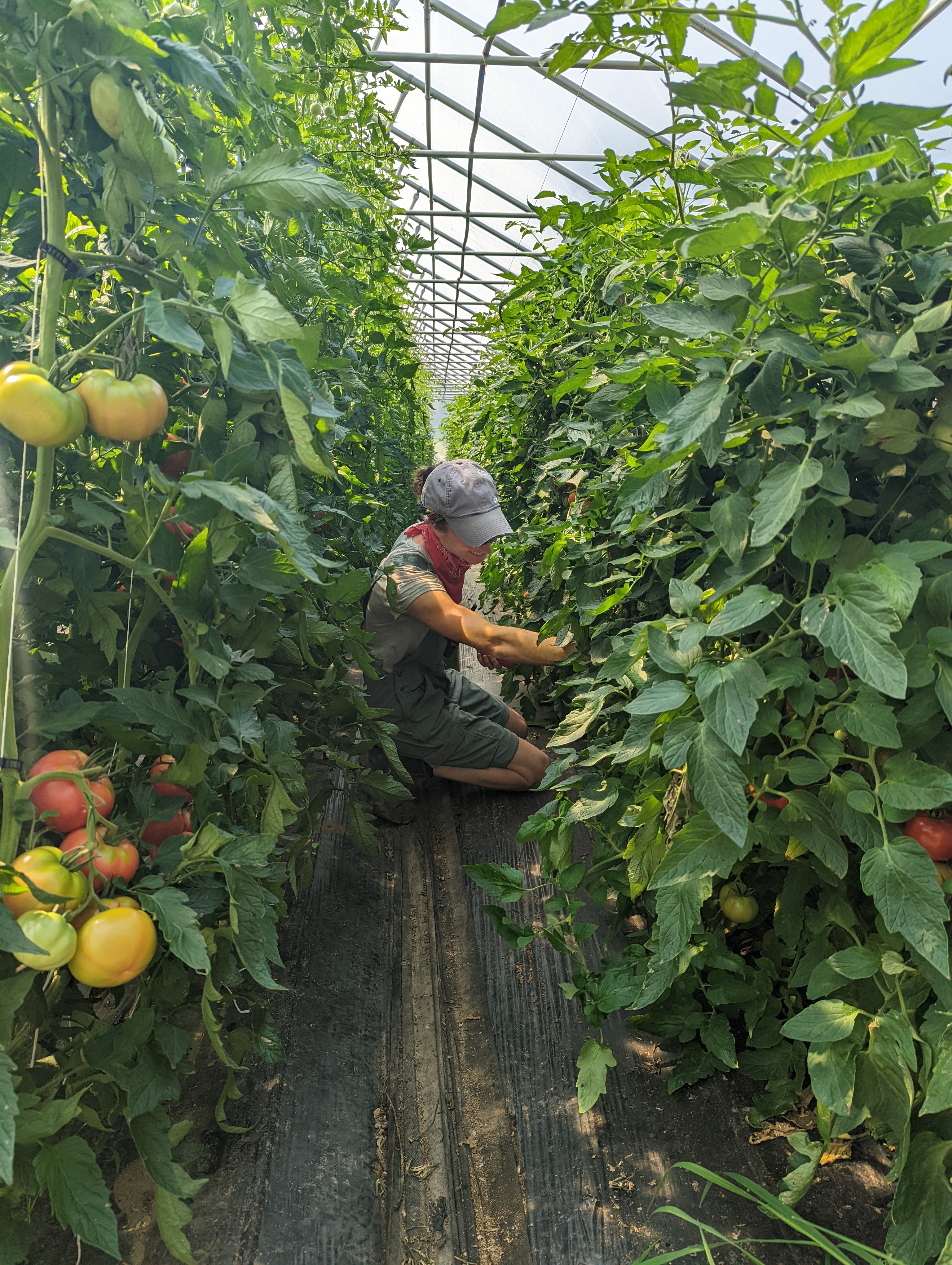 CT Greenhouse Growers